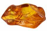 Fossil Spider Web and Fly In Baltic Amber - Rare! #84639-3